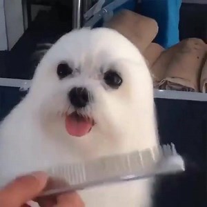 21K views · 745 reactions | Seal or puppy?  | BioLips | Facebook