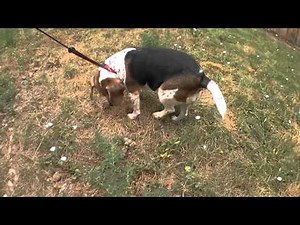 beagle peeing