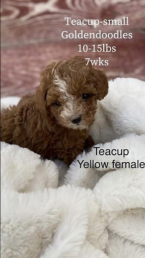 Teacup Goldendoodle cuteness
