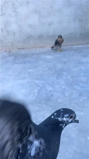 PEREGRINE FALCON TRAINING HUNTING PIGEON 🔥🔥🔥#falcon #falconry #birdofprey #wildlifeentertainment