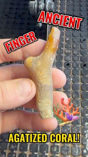 Ancient agatized coral geode! Whats inside? #geode #agate #coral #whatsinside #geology | Kaines Crystals