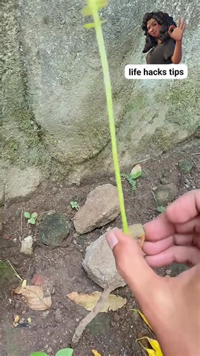 5.6K views · 24 reactions | Pruning a tree #fypシ゚viralシ #fypppppppppppppppppppppppppppppppppppppppppppppppppppppppppppppppppppppp #trees #Pruning | Life Hacks Tips | Facebook