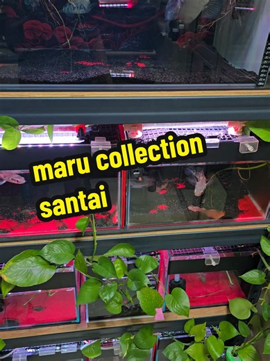 Maru Collection: 15 Channa marulioides Fish Care & Showcase