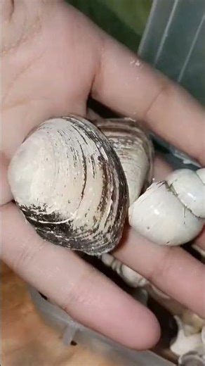 tell me where I got thisss | pretty shells