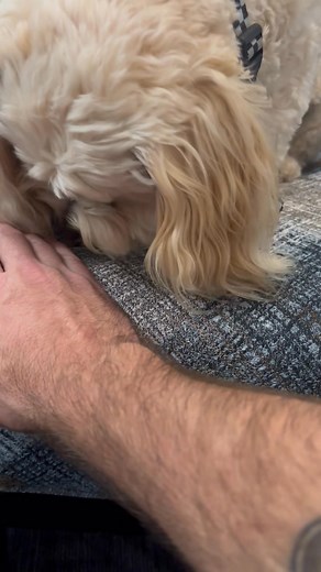 16 reactions | I was invited to Grace Pointe today, and Sam was my sweetest participant. Okay, my only participant, but he was still the sweetest! #tipsydogtraining #cavachon | Tipsy Dog Training | Facebook