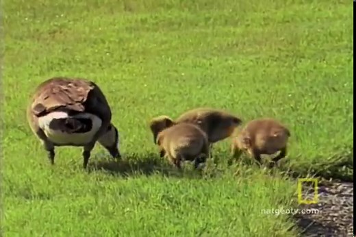 Geese Fun Facts for Kids