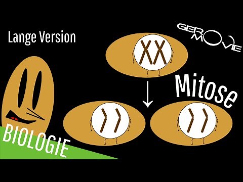 ► Mitose - verständlich erklärt | Lange Version