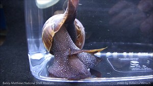 Watch a True Tulip (Fasciolaria tulipa) do a U-turn inside a temporary photography tank. True Tulips and Banded Tulips (Cinctura hunteria) both have body patterns resembling the night sky, but True Tulips are often darker than Banded Tulips. Learn more about Southwest Florida Mollusks on our website https://www.shellmuseum.org/southwest-florida-shells | Bailey-Matthews National Shell Museum & Aquarium