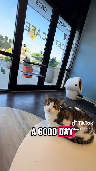 Caturday Fun at Cattyshack Cat Cafe in Fort Myers