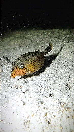 Boxfish – The Ocean’s Living Jewel | Underwater Beauty in Motion 🐡