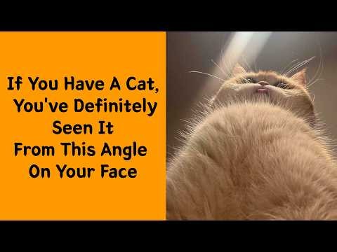 50 Funny Animal Faces That Will Make You Laugh Instantly