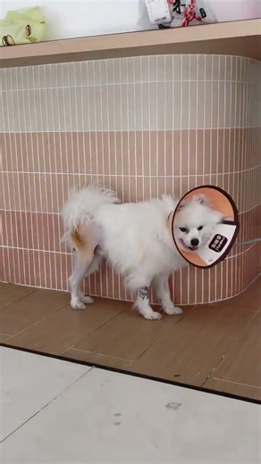 Miraculous Recovery: Dog's Femoral Fracture Surgery Success