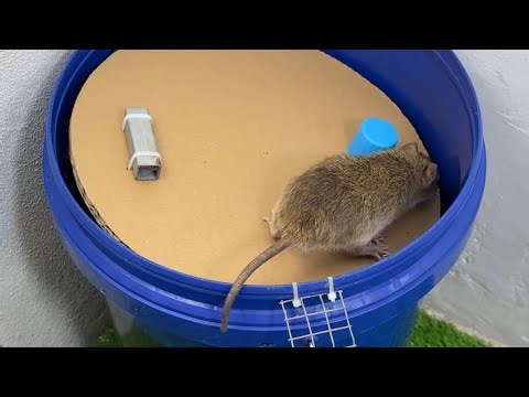 Easy Scientific Mouse Trap Model