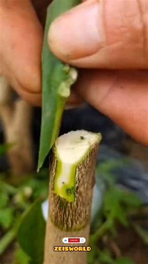 Grow Apple Tree at Home 🍎 | Grafting for Faster & More Fruits! #shorts #youtube #apple #tree