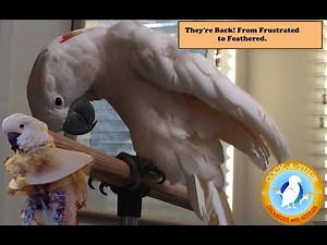 What to Look for in a Bird Collar for Parrot Plucking