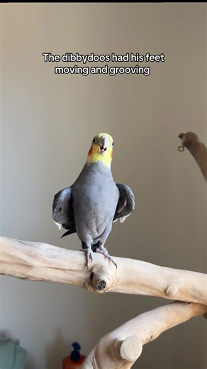 A molt theme dibbydoo #cockatiel #bird #yumyumthetiel #parrot #cockatielsoftiktok