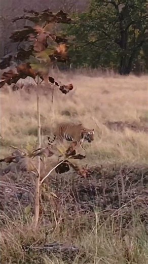 Kheoni sanctuary's rarest moment caught on camera #wildlife #indiansafari #nature