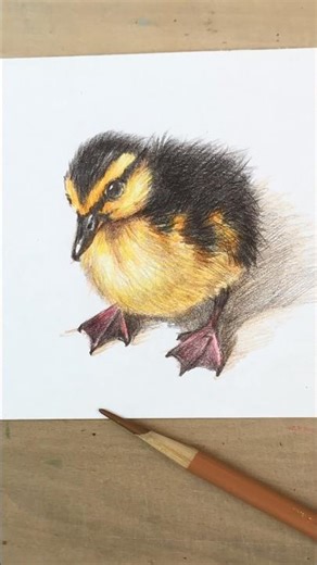 Colored Pencil Drawing |Realistic Baby Duck#art #drawing #beginnerarttips #coloredpencil #painting