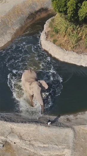 Africam Safari on Instagram: "¿Sabías que los elefantes aman el agua? 🐘 En Africam, este momento no solo es refrescante para ellos, también ayuda a cuidar su piel, regular su temperatura y fortalecer sus lazos. 🙌🏼"