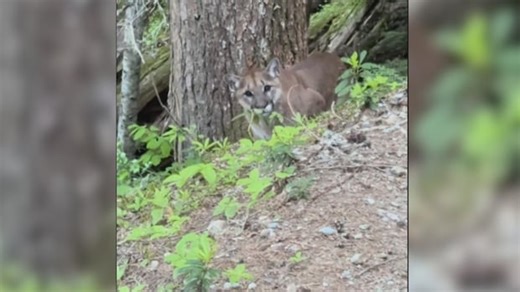 Hikers capture video of cougar encounter on popular B.C. trail