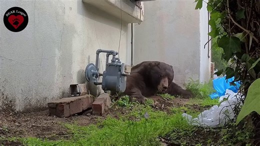 550-pound bear finally scurries away after wildlife expert crawls under home to flush it out