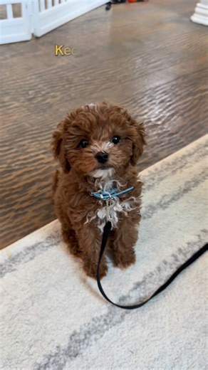 Charlie the Cavapoo on Instagram: "Our sweet Charlie Boy’s tricks episode! #cavapoo #puppy"