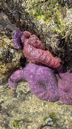 starfish