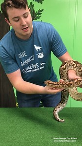 Wildlife Wonders at 1pm-Dumeril's Boa North Georgia Zoo is bringing the zoo to you! Now you can visit with us VIRTUALLY! We will be hosting Wildlife Wonders at 1:00p, Mondays-Fridays on our social media. You’ll get to see our Educational Program Presenters with some of your favorite animals. Get an up-close look at some of our most interesting animals, and learn all about them – where they live, what they eat, funny behaviors, and more. These segments are FREE. If you would like to give to the z