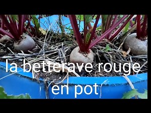 #faire pousser la betterave rouge en pot#vlog255