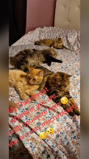 My Thunder cat you are dearly missed 😢 💔 #tabbycat #mainecoon