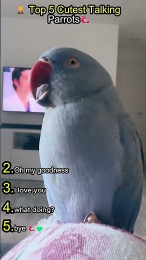 Top 5 Talking Parrots You Won’t Believe Are Real #TalkingParrots #FunnyBirds #AmazingAnimals