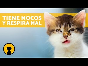Mi GATO tiene MOCOS y RESPIRA MAL 🐱 ¿Debo Preocuparme? (7 Causas)