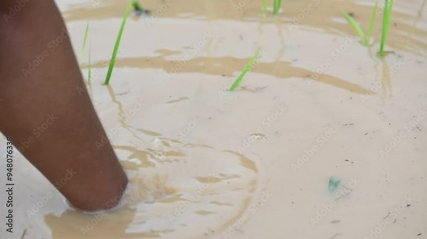 Rice plant planting in the field. A Indian farmer hand planting rice plant. Paddy or Rice farming in India. Agriculture activity. Slow motion video.