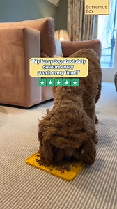 24 reactions | Fresh food is served straight from the fridge not forgotten on a shelf. Feed your dog a fresh diet and fetch 25% off your first two boxes now: butternutbox.com/freshestfood25off2 | Butternut Box | Facebook