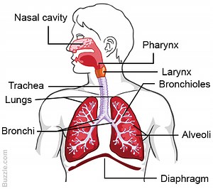 Respiratory System