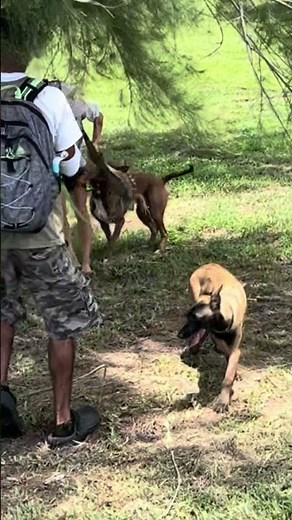 2 iguanas can we catch 1?!? #reptiles #saltwaterfix #animal #iguana