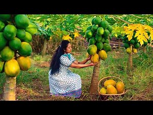 Papaya Harvest to Ripe Papaya Dessert & Unripe Papaya Pickle | ASMR Cooking Journey | Traditional Me