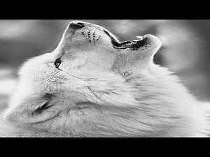 Wolf Sounds - Noises