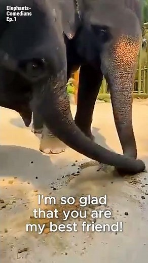 Elephant Comedian Steals His Best Friend’s Snack 😆 | Ep 1