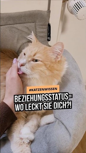 Cat licking you: What your hands, face, hair & feet reveal about your relationship