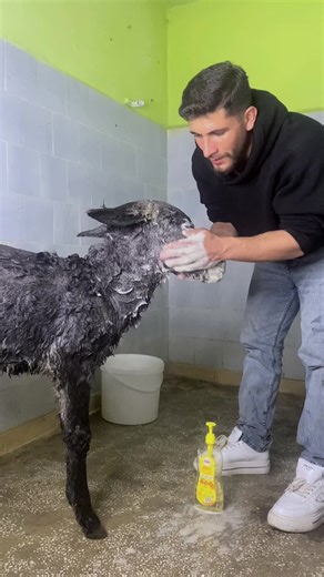 Fıstık Duş Alıyor: Komik Anlar TikTok'ta