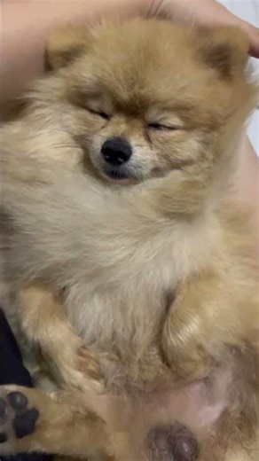 #paopaobelbel #pets #cute #dog #fyp #dogs #fypシ゚ #viral