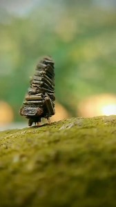 14K views · 94 reactions | The Bagworm moth caterpillar 曆 Video by @salih.v.p via @atmos⁠ (IG) ⁠ Watch seven spectacular moths in slow motion on NOWNESS  | NOWNESS | Facebook