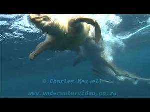 Tiger Shark Eats Turtle - Captured by Charles Maxwell