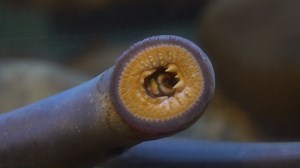 23 reactions · 3 comments | Oregon Zoo opens new Pacific lamprey...