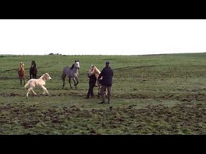 Gruesome scene of horse suffering uncovered