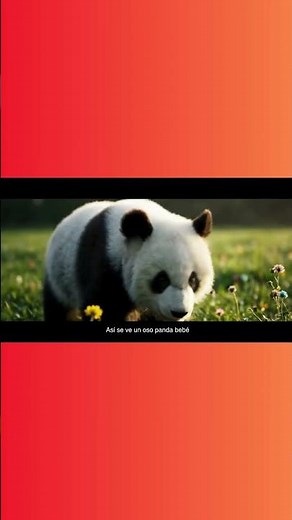 Así luce el oso panda bebé más adorable del mundo 🐼✨