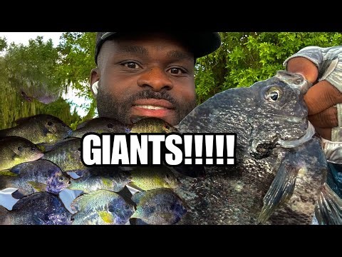 CATCHING GIANT BLUEGILL/SHELLCRACKER AFTER HUGE THUNDERSTORM!!!