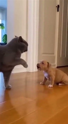 🔥⚔️ Dominance Reversed in One Strike — When the Bully Faced a Real Protector