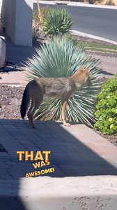 This young Coyote was hunting Peter Cottontail’s Rabbit family in our bush when my daughter spotted him yesterday for the 2nd time in 2 days. Bunny won this race!!!I swear we live in Jurassic Park in our little pocket of Arizona tucked up to the 3,000,000-acre Tonto National Forest. | Jeremy Johnson Photography